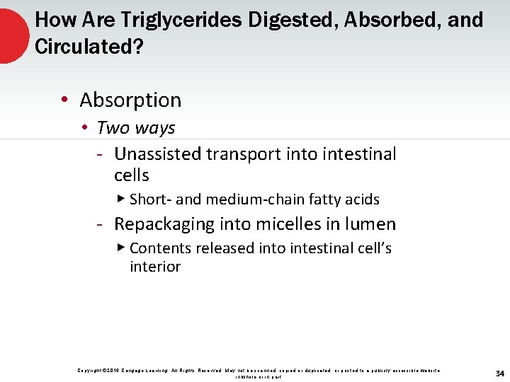 How Are Triglycerides Digested, Absorbed, and Circulated? • Absorption • Two ways - Unassisted