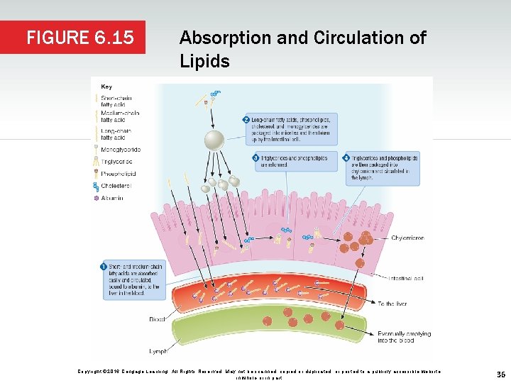 FIGURE 6. 15 Absorption and Circulation of Lipids Copyright © 2016 Cengage Learning. All