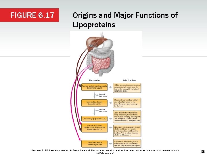 FIGURE 6. 17 Origins and Major Functions of Lipoproteins Copyright © 2016 Cengage Learning.