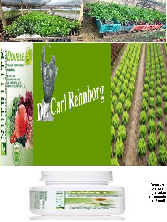 Vivero y plantas injertadas de acerola en Brasil 