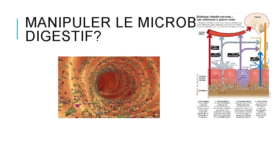 MANIPULER LE MICROBIOTE DIGESTIF? MANIPULER LE MICROBIOTE DIGESTIF?