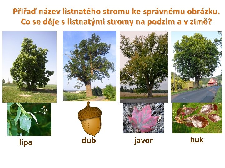 Přiřaď název listnatého stromu ke správnému obrázku. Co se děje s listnatými stromy na