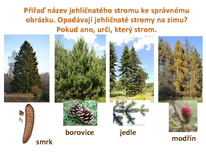 Přiřaď název jehličnatého stromu ke správnému obrázku. Opadávají jehličnaté stromy na zimu? Pokud ano,