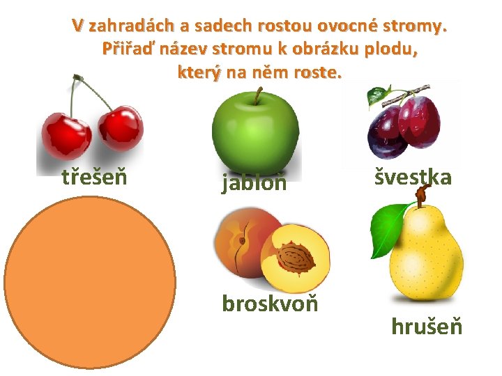 V zahradách a sadech rostou ovocné stromy. Přiřaď název stromu k obrázku plodu, který