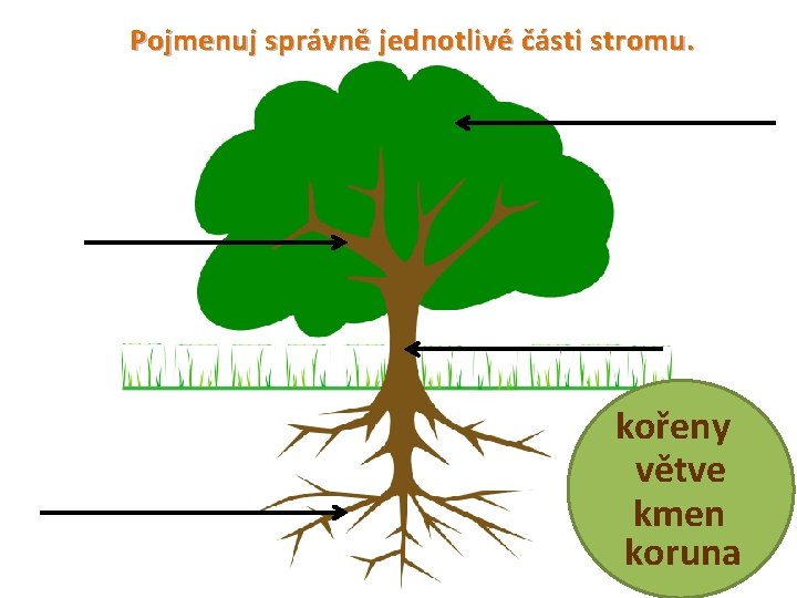 Pojmenuj správně jednotlivé části stromu. kořeny větve kmen koruna 