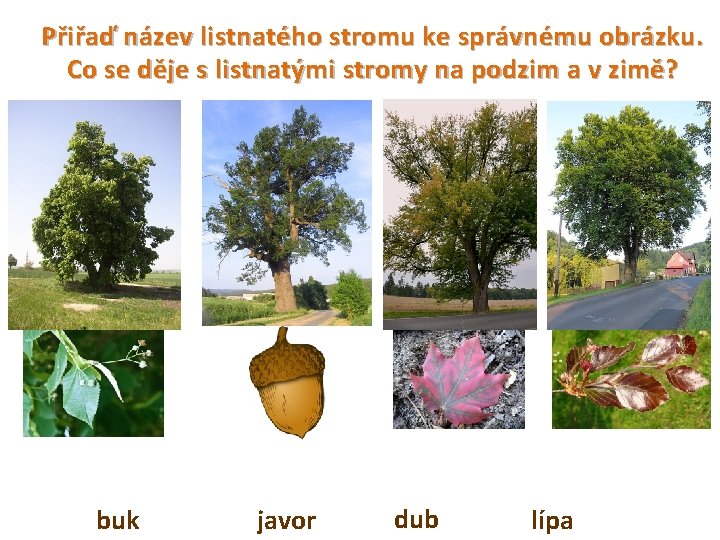 Přiřaď název listnatého stromu ke správnému obrázku. Co se děje s listnatými stromy na