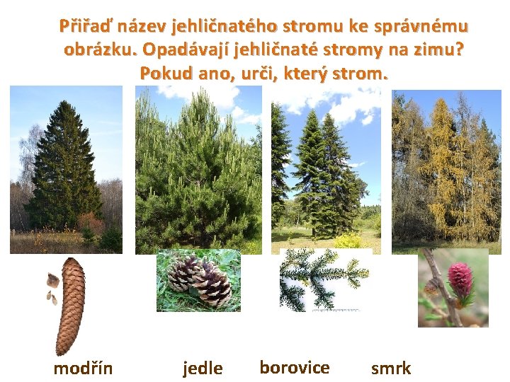 Přiřaď název jehličnatého stromu ke správnému obrázku. Opadávají jehličnaté stromy na zimu? Pokud ano,