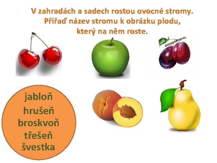 V zahradách a sadech rostou ovocné stromy. Přiřaď název stromu k obrázku plodu, který