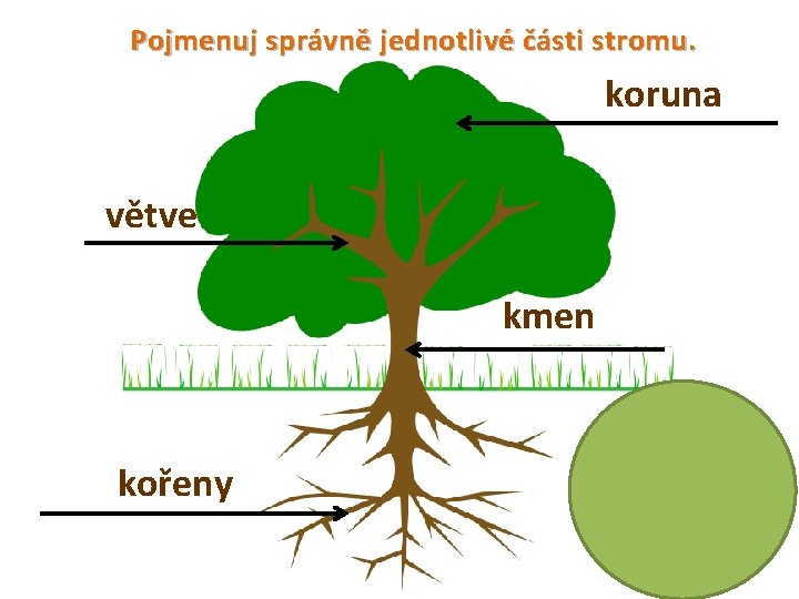 Pojmenuj správně jednotlivé části stromu. koruna větve kmen kořeny 