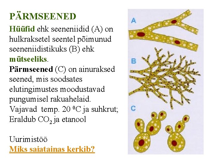 PÄRMSEENED Hüüfid ehk seeneniidid (A) on hulkraksetel seentel põimunud seeneniidistikuks (B) ehk mütseeliks. Pärmseened PÄRMSEENED Hüüfid ehk seeneniidid (A) on hulkraksetel seentel põimunud seeneniidistikuks (B) ehk mütseeliks. Pärmseened