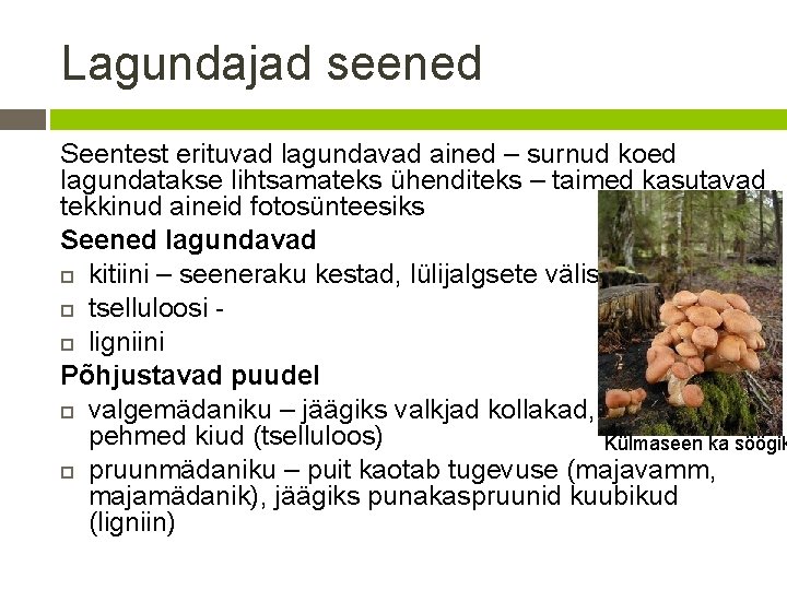 Lagundajad seened Seentest erituvad lagundavad ained – surnud koed lagundatakse lihtsamateks ühenditeks – taimed