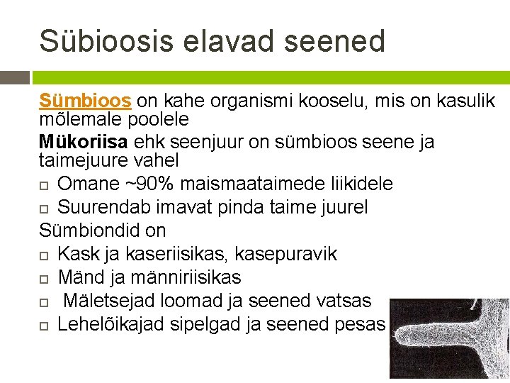 Sübioosis elavad seened Sümbioos on kahe organismi kooselu, mis on kasulik mõlemale poolele Mükoriisa Sübioosis elavad seened Sümbioos on kahe organismi kooselu, mis on kasulik mõlemale poolele Mükoriisa