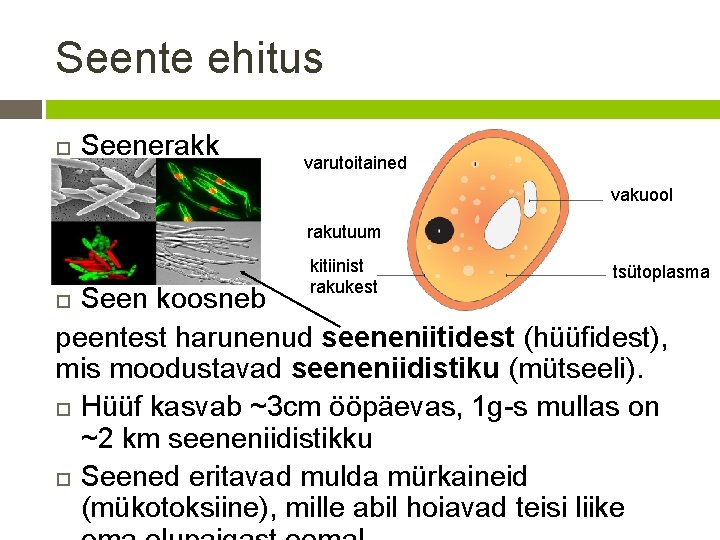 Seente ehitus Seenerakk varutoitained vakuool rakutuum kitiinist rakukest tsütoplasma Seen koosneb peentest harunenud seeneniitidest