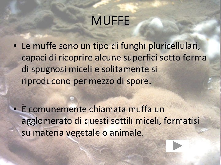 MUFFE • Le muffe sono un tipo di funghi pluricellulari, capaci di ricoprire alcune