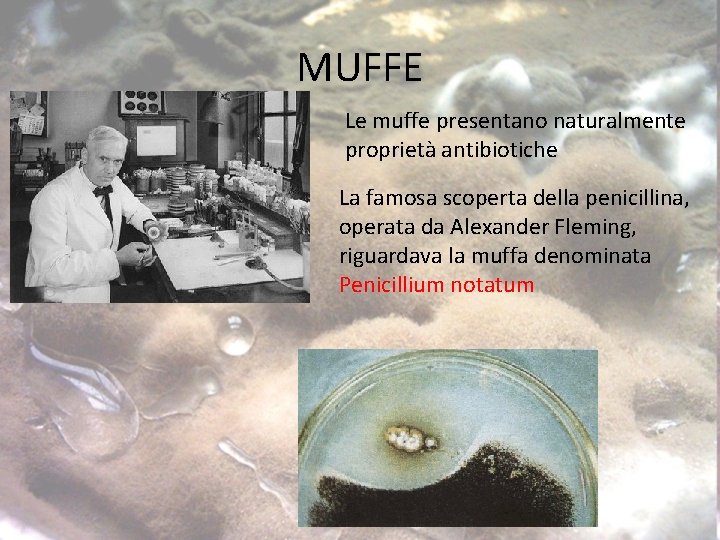 MUFFE Le muffe presentano naturalmente proprietà antibiotiche La famosa scoperta della penicillina, operata da