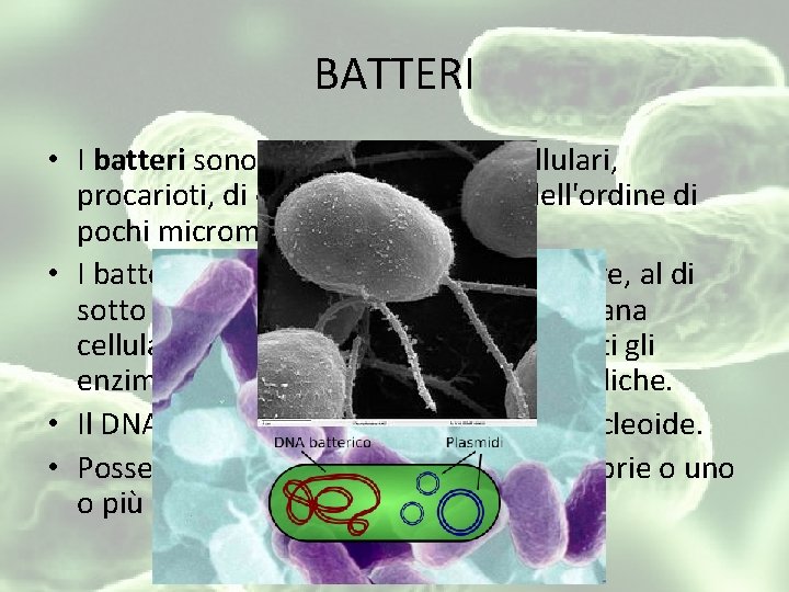 BATTERI • I batteri sono microrganismi unicellulari, procarioti, di dimensioni di solito dell'ordine di