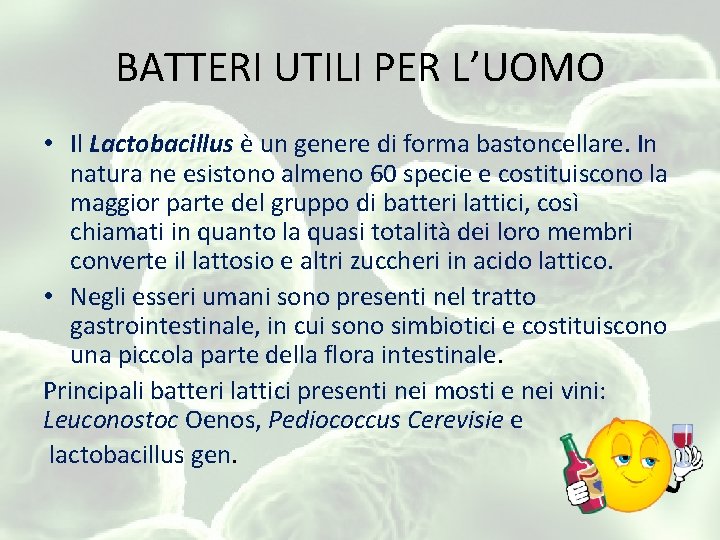 BATTERI UTILI PER L’UOMO • Il Lactobacillus è un genere di forma bastoncellare. In