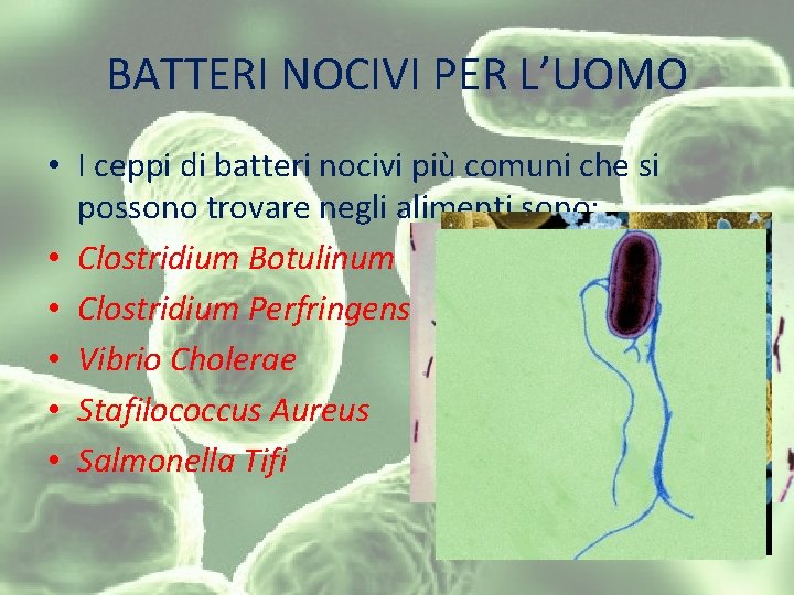 BATTERI NOCIVI PER L’UOMO • I ceppi di batteri nocivi più comuni che si