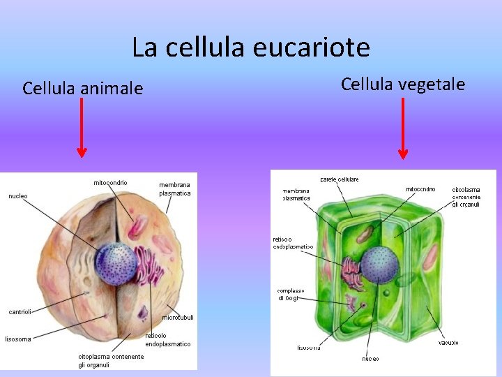 La cellula eucariote Cellula animale Cellula vegetale 