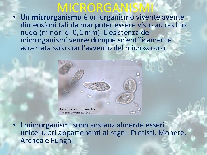 MICRORGANISMI • Un microrganismo è un organismo vivente avente dimensioni tali da non poter