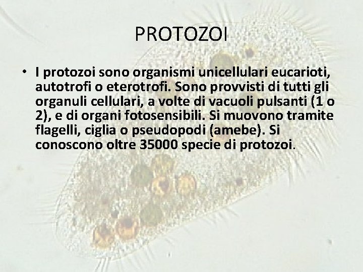 PROTOZOI • I protozoi sono organismi unicellulari eucarioti, autotrofi o eterotrofi. Sono provvisti di