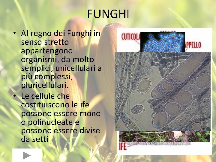 FUNGHI • Al regno dei Funghi in senso stretto appartengono organismi, da molto semplici,