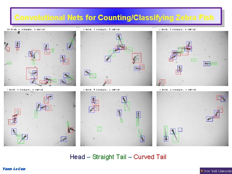 Convolutional Nets for Counting/Classifying Zebra Fish Head – Straight Tail – Curved Tail Yann