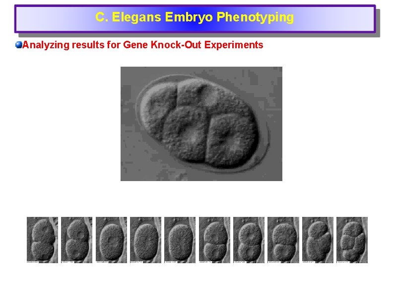 C. Elegans Embryo Phenotyping Analyzing results for Gene Knock-Out Experiments 
