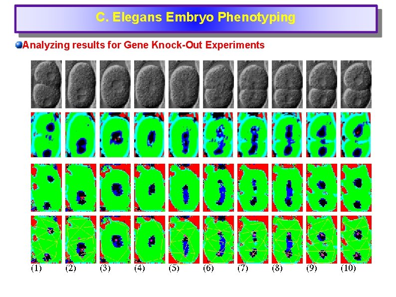 C. Elegans Embryo Phenotyping Analyzing results for Gene Knock-Out Experiments 