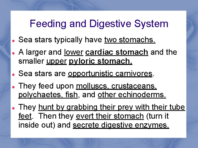 Feeding and Digestive System Sea stars typically have two stomachs. A larger and lower