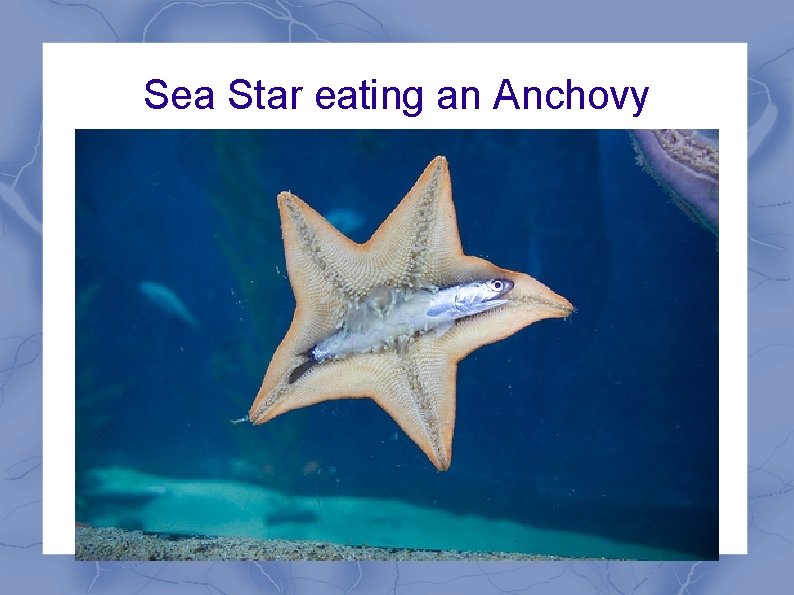 Sea Star eating an Anchovy 