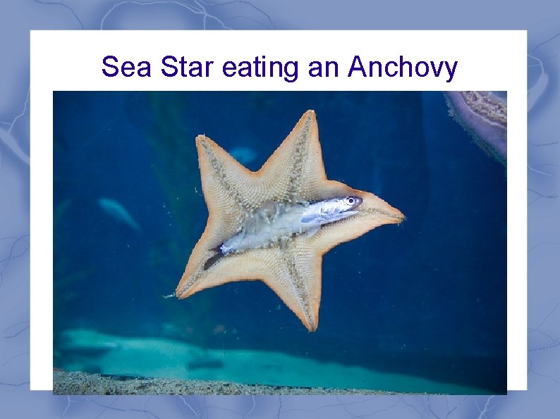 Sea Star eating an Anchovy Sea Star eating an Anchovy