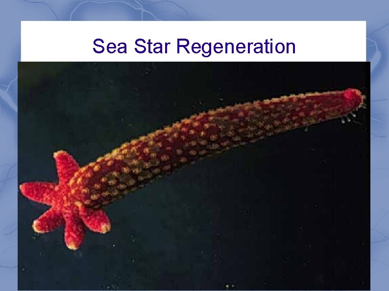 Sea Star Regeneration 