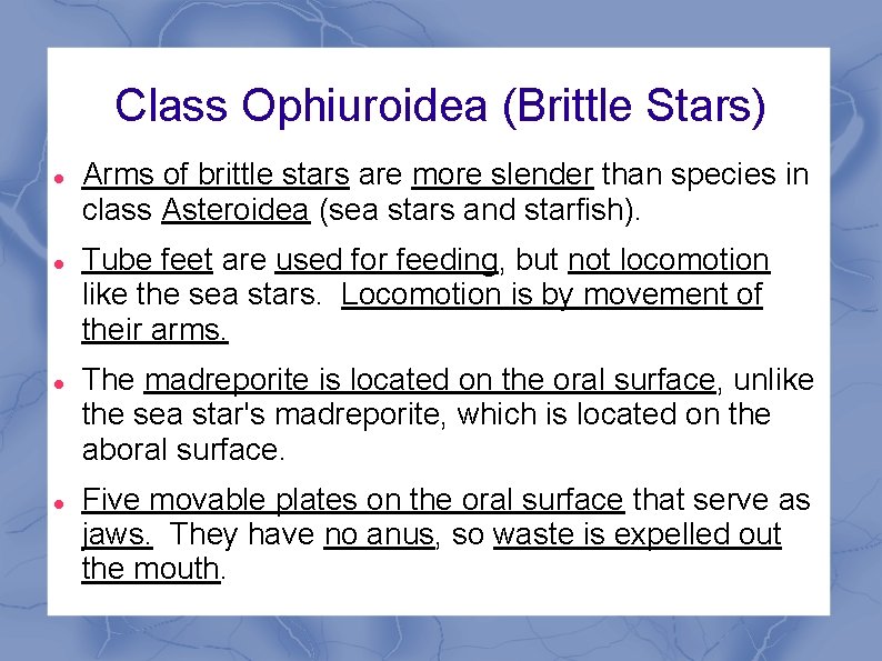 Class Ophiuroidea (Brittle Stars) Arms of brittle stars are more slender than species in