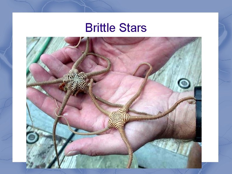 Brittle Stars 