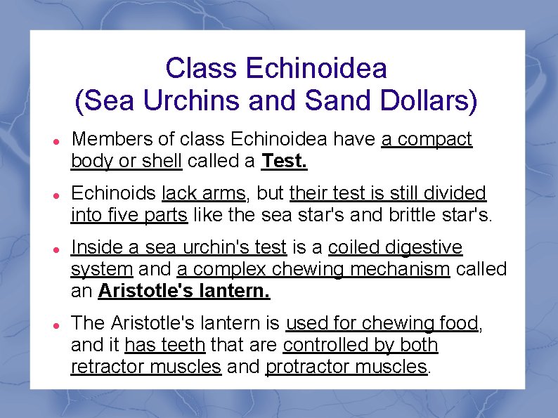 Class Echinoidea (Sea Urchins and Sand Dollars) Members of class Echinoidea have a compact