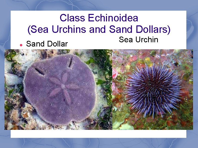 Class Echinoidea (Sea Urchins and Sand Dollars) Sand Dollar Sea Urchin 