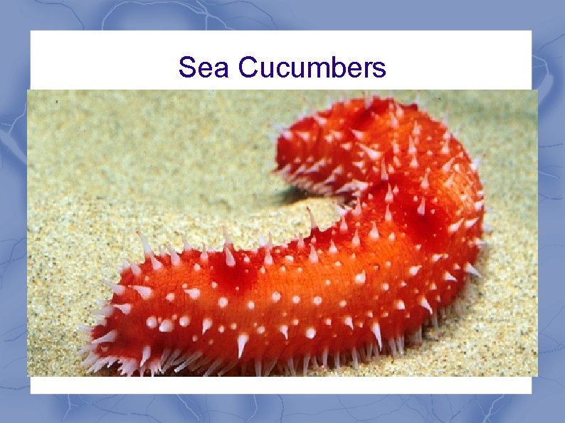 Sea Cucumbers 