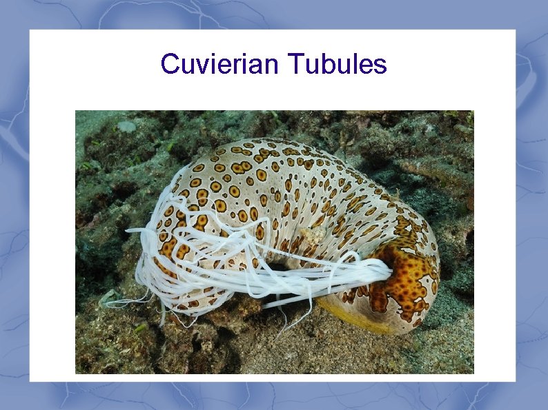 Cuvierian Tubules 