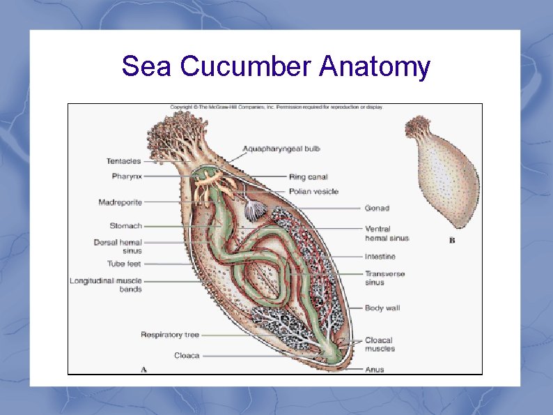 Sea Cucumber Anatomy 