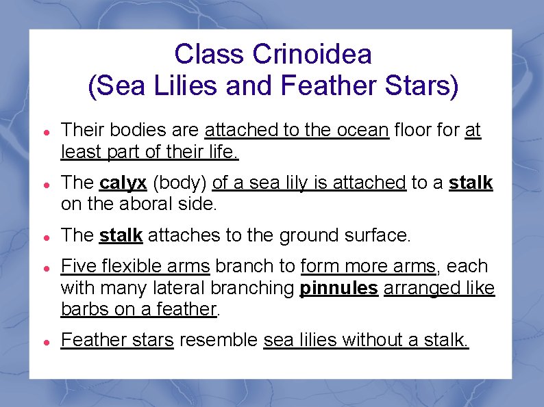 Class Crinoidea (Sea Lilies and Feather Stars) Their bodies are attached to the ocean