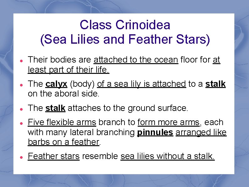 Class Crinoidea (Sea Lilies and Feather Stars) Their bodies are attached to the ocean Class Crinoidea (Sea Lilies and Feather Stars) Their bodies are attached to the ocean
