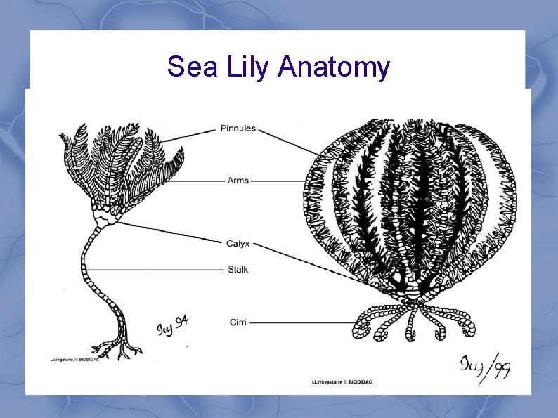 Sea Lily Anatomy 