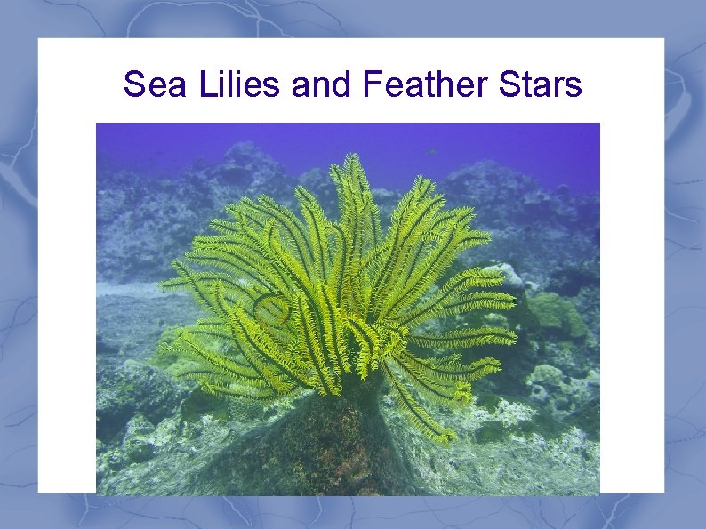 Sea Lilies and Feather Stars 