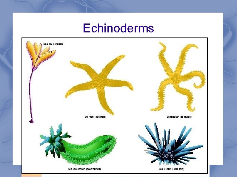 Echinoderms 