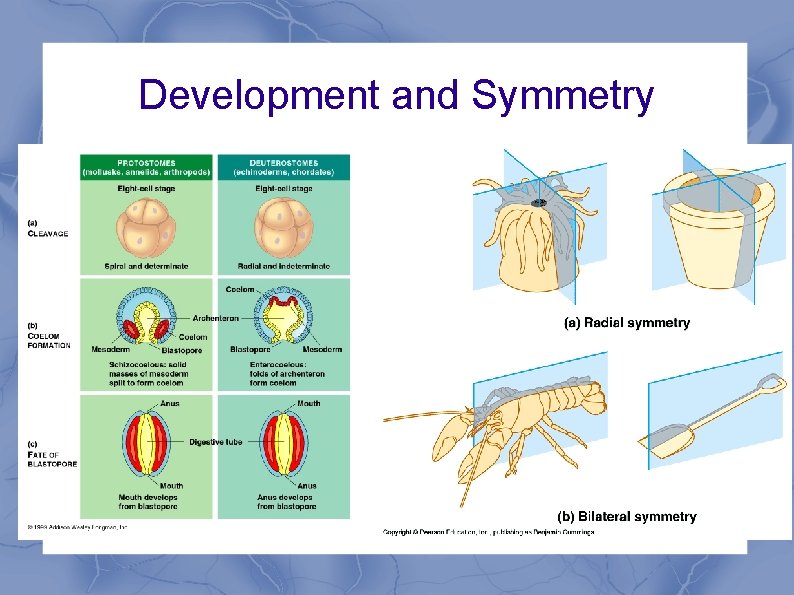Development and Symmetry 