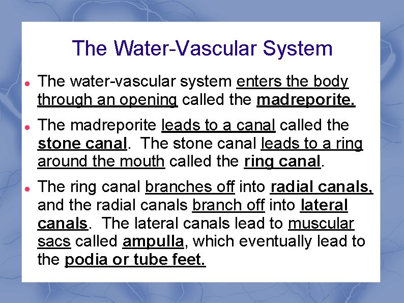 The Water-Vascular System The water-vascular system enters the body through an opening called the