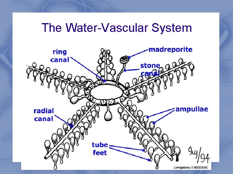 The Water-Vascular System 
