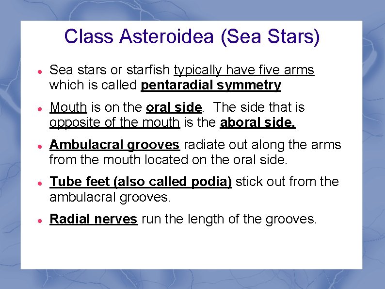 Class Asteroidea (Sea Stars) Sea stars or starfish typically have five arms which is