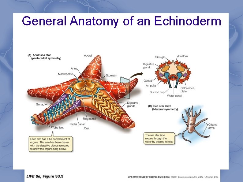 General Anatomy of an Echinoderm 
